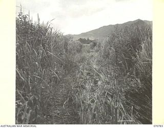 AN UNFORMED AUSTRALIAN NEW GUINEA ADMINISTRATIVE UNIT ROADWAY THROUGH KUNAI GRASS NEAR GABENSIS