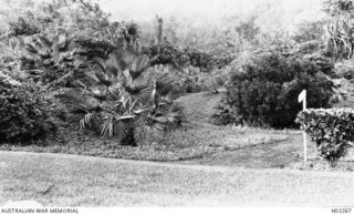 Rabaul, New Britain. c. 1915. Thick undergrowth and shrubs in a corner of the Botanic Gardens. This healthy growth was typical of the whole area