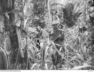 1942-10-01. NEW GUINEA. MILNE BAY. AUSTRALIAN TROOPS ADVANCING THROUGH THE JUNGLE. THIS IS TYPICAL OF THE COUNTRY IN WHICH THE BATTLE FOR MILNE BAY WAS FOUGHT