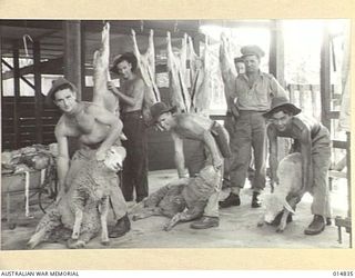 1943-05-11. NEW GUINEA. MILNE BAY. ARMY STOCKMEN WITH SHEEP AT SLAUGHTER YARDS AT MILNE BAY. (NEGATIVE BY N. BROWN)