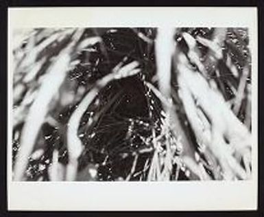 Laysan, P. C. Shelton photos, 1966 (no negs)