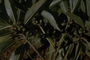 [Cestrum diurnum close-up on Kauai Island, United States]