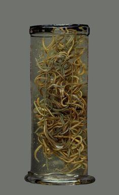 Mbalolo worms preserved in formalin