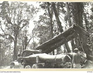 BOUGAINVILLE ISLAND, 1944-11-17. PERSONNEL OF THE 2/2ND FORESTRY COMPANY LOADING LOGS ONTO TIMBER JINKERS FOR TRANSPORT TO THE UNIT SAWMILL