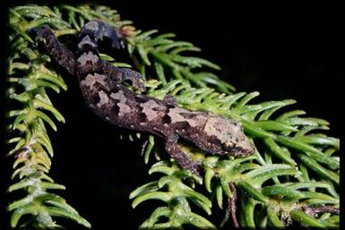 Gecko sp.