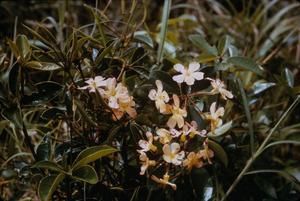 [Rhododendron macgregoriae close-up at Kainantu, Papua New Guinea]