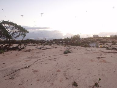 Laysan Island after the Tsunami