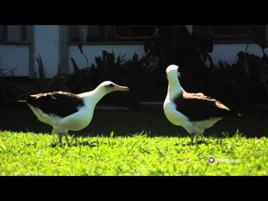 PBS Hawaii - HIKI NŌ Episode 516 | Island School | Albatross