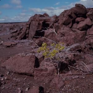 [Dubautia ciliolate from Kīlauea, United States]