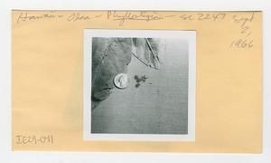 [Phyllostegia in Hawaii, envelope IE29-041]