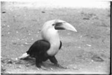 Hornbill