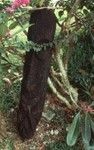 Tree Fern Carving