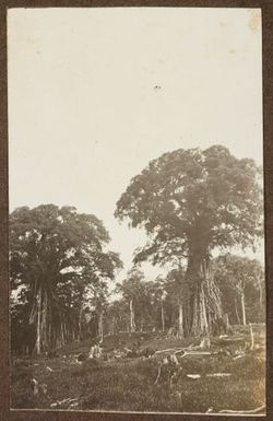 Land with trees and stumps. From the album: Samoa