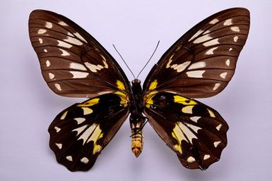 ["Troides victoriae regis Rothschild, 1895 - femelă"]