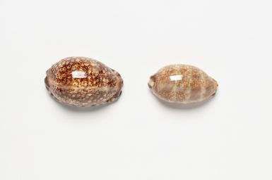 cowrie shell