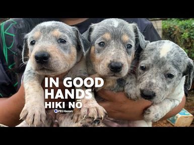 Leaving the Pack: A College-Bound Senior Says Goodbye to Her Hunting Dogs | HIKI NŌ - PBS HAWAIʻI