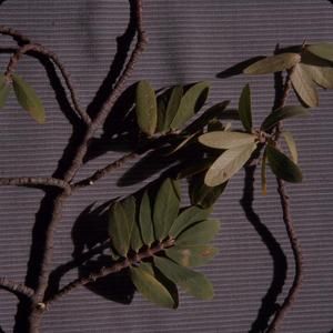 [Euphorbia celastroides close-up from ‘Ulupalakua, United States]