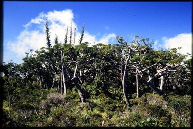 Araucaria & Agathis, 1600 m