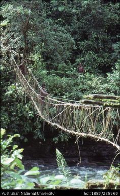 A vine bridge across the Nali River, a northern tributary of the Burnett (Djalo/ Dio) River