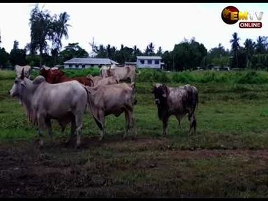 LIVESTOCK FARMING