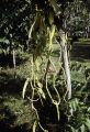 French Polynesia, vanilla bean vines growing on Moorea Island