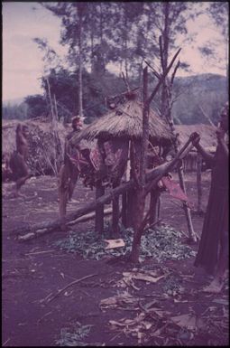 The bolim haus (2) : singsing ground of the Kukiga Clan, Wahgi Valley, Papua New Guinea, 1955 / Terence and Margaret Spencer