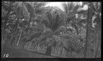 Palm trees