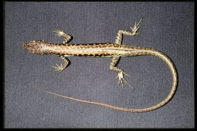 Phasmasaurus maruia
