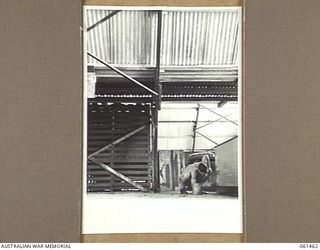 PORT MORESBY, NEW GUINEA. 1943-12-06. VX135727 CORPORAL W. B. ROBERTS OF NO. 2 SUB DEPOT, 10TH AUSTRALIAN ADVANCED ORDNANCE DEPOT PAINTING A COUNTER IN THE NEW STORAGE HUT