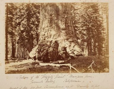 Section of the "Grizzly Giant", Mariposa Grove, Yosemite Valley, California. From the album: Views of New Zealand Scenery/Views of England, N. America, Hawaii and N.Z.