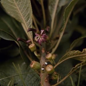 [Clermontia flower close-up in Kohala, United States]