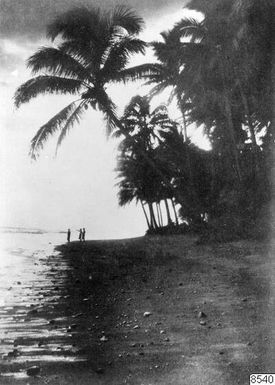 ["strand, kokospalmer, träd, landskap, hav, palmer, fotografi, photograph"]