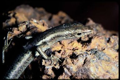 Cryptoblepharus novocaledonicus