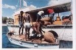 Loading cacao on cargo boat 2 of 3