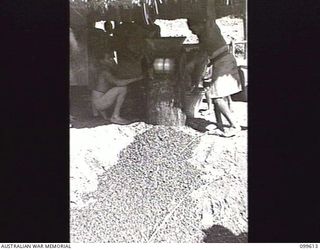 AIYURA, NEW GUINEA, 1946-01-09. NATIVES PULPING COFFEE BEANS AT THE BRECHIN PLANTATION, AUSTRALIAN NEW GUINEA ADMINISTRATIVE UNIT EXPERIMENTAL STATION