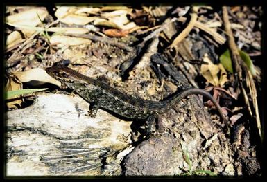 Lioscincus steindachneri