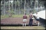 Cocoa beans drying, Siar Plantation