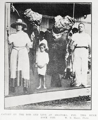 Caught on the rod and line at Sigatoka, Fiji: two huge rock cod