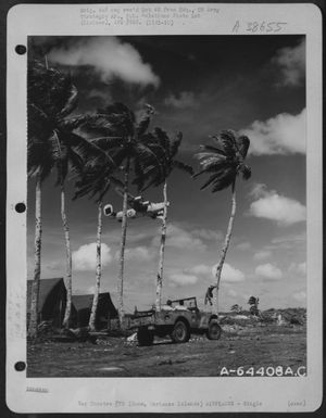 A Consolidated B-24 Libertor Of The 11Th Bomb Group Takes Off From Airstrip On Guam, Marianas Islands, As Sgt. Marvin Hollinger Of Lancaster, Pa., Climbs A Palm Tree To String His Communication Line. January 1945. (U.S. Air Force Number A64408AC)