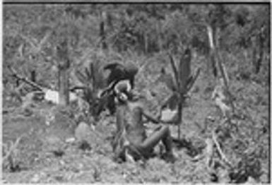 Pig festival, stake-planting: bespelled stakes and cordyline beside a trail near clan boundary