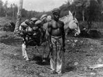 Man with a donkey, gathering coconuts for copra, Samoa