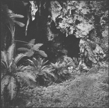 Rainforest scene, New Caledonia, 1967 / Michael Terry