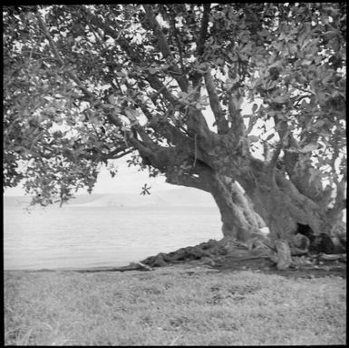 Calophylum (Baratonia?) tree, Malaguna Road, Rabaul, New Guinea, 1937, 2 / Sarah Chinnery