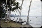 Coastline with coconut palms