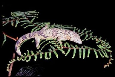 Eurydactylodes vieillardi