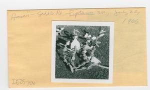 [Pipturus in Hawaii, envelope IE25-306]