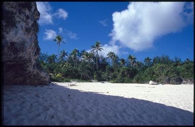 Beach and palm trees.