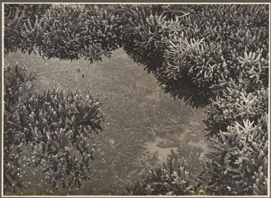 The Shore Reef, Mailu Island, [Papua New Guinea, 2]