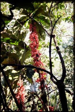 Fuchsia-like flowers, cauliflorous