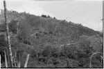 Gardening: distant view of garden clearings on steep hillside, Nimbra